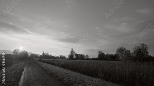 Walk in the sunset at corn field black and white © Manuel