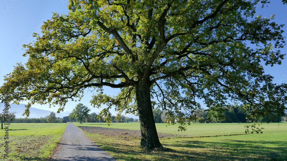 Large tree in autumn next to a farm road