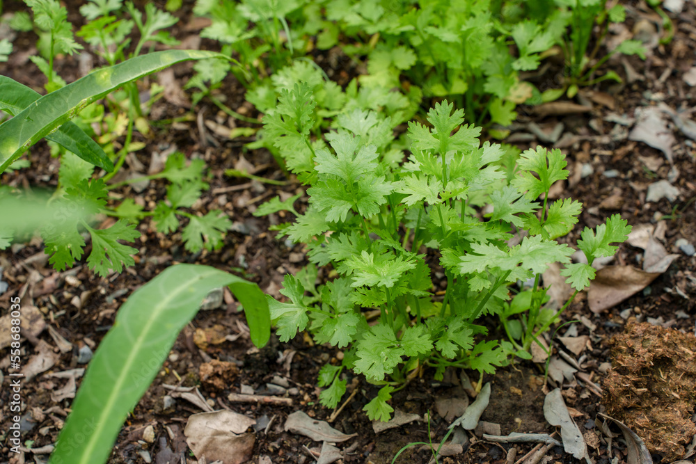 Coriander PlantationClose up fresh growing green coriander (cilantro) leaves in vegetable plot