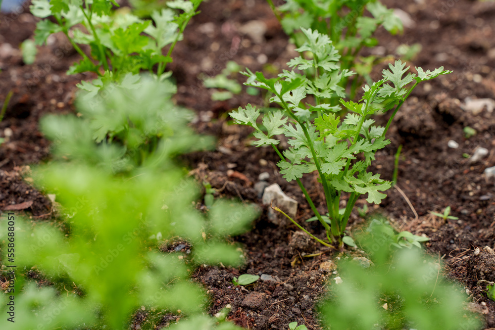 Coriander Plantation Close up fresh growing green coriander (cilantro) leaves in vegetable plot Coriander Plantation Close up fresh growing green coriander (cilantro) leaves in vegetable plot