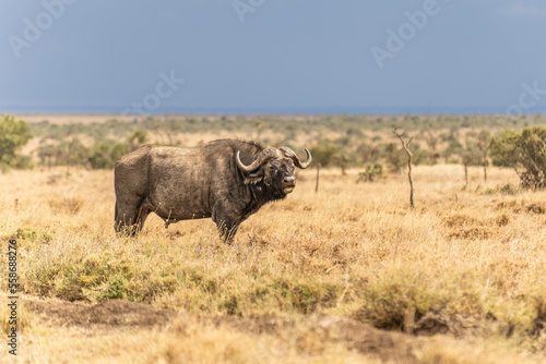 The African buffalo  Syncerus caffer  Kenya.