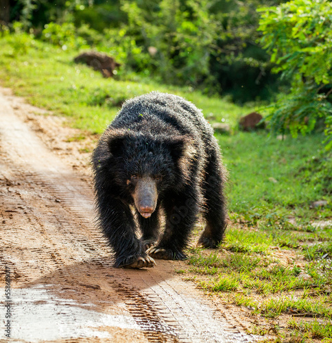 Sri Lankan sloth bear (Melursus ursinus inornatus) is walking along the road in Yala National Park. Sri Lanka. photo