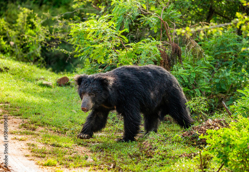 Sri Lankan sloth bear (Melursus ursinus inornatus) is walking along the road in Yala National Park. Sri Lanka. photo