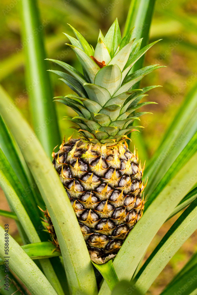 bio ananas anbau im dschungel bio ananas anbau im dschungel