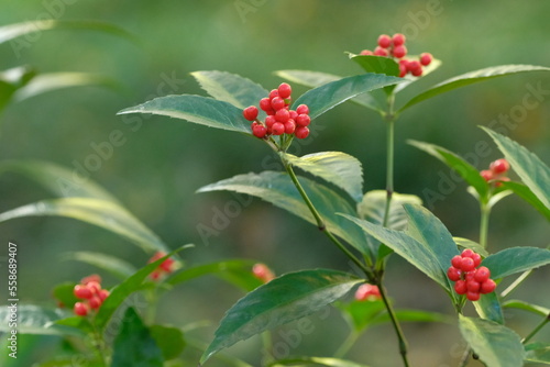 red fruits of Sarcandra glabra
