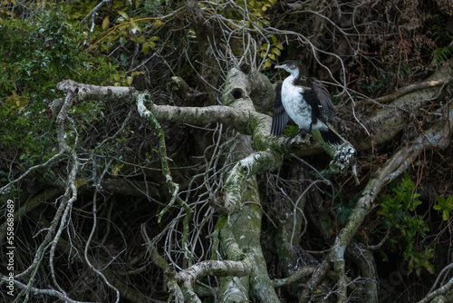 Pied Shag (Phalacrocorax varius) photo