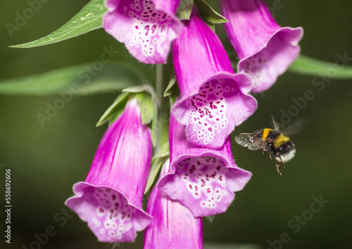 A bumble bee approaches a pink foxglove flower (digitalis) to collect pollen