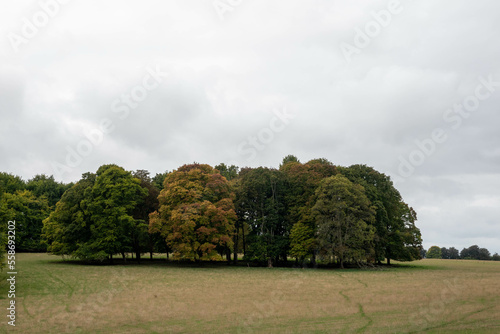circle of trees just starting to get Autumn colour in the English countryside © Penny
