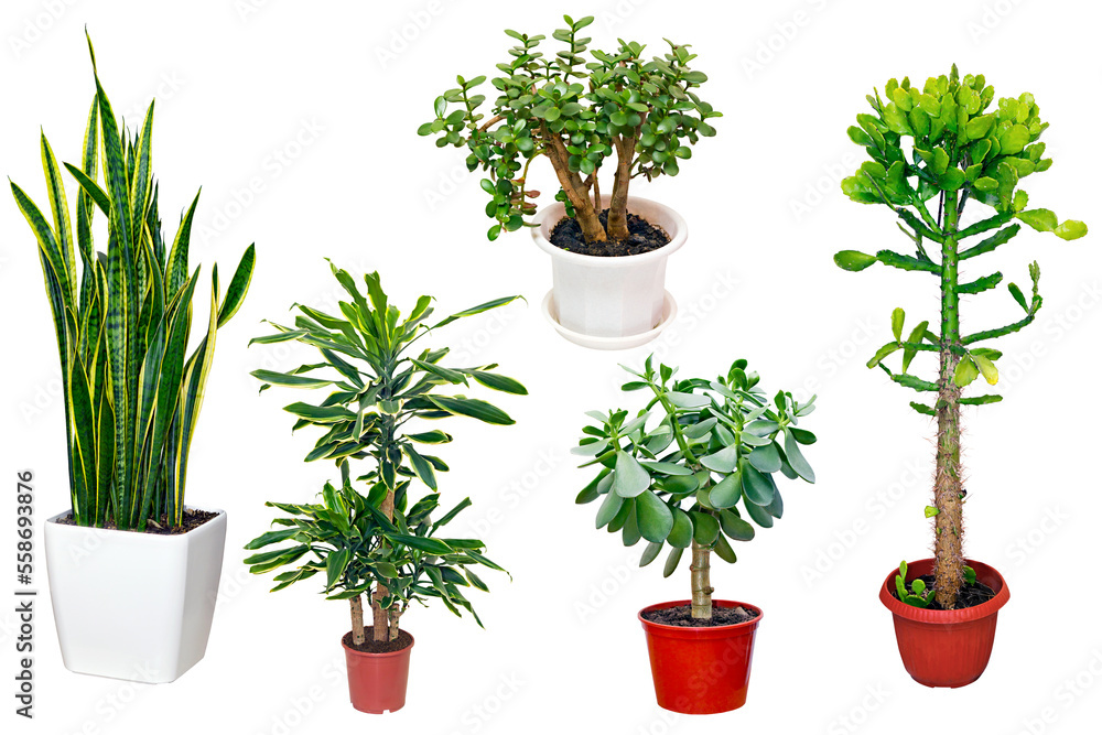set of houseplants in pots isolated on white background