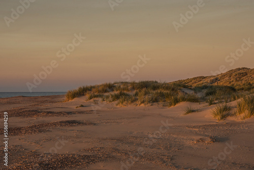 dunes of the island Goeree Overflakkee at the sandy Northsea beach covered with beach grass at sunset in autumn