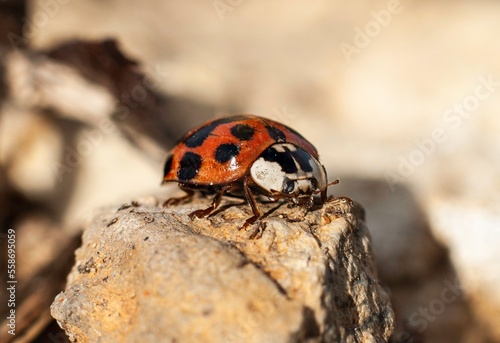 Ladybug on a rock outside 