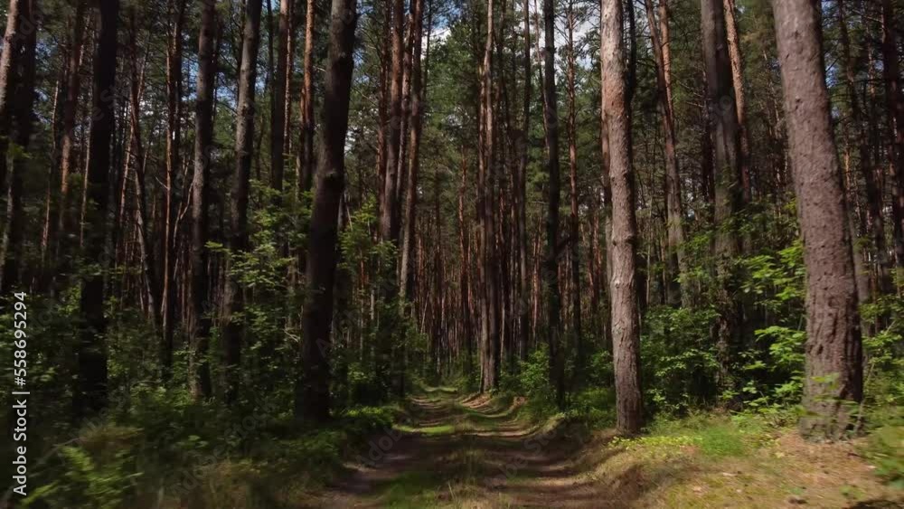 trees in the forest. forest in the morning. Pine forest. morning in the pine forest. forest road the road through the pine forest trees in the forest. forest in the morning. Pine forest. morning in the pine forest. forest road the road through the pine forest