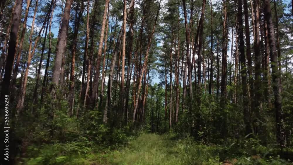 forest in the morning. Pine forest. morning in the pine forest. forest road the road through the pine forest forest in the morning. Pine forest. morning in the pine forest. forest road the road through the pine forest