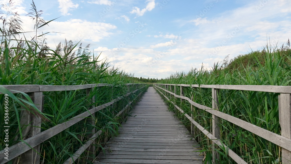 Wooden walkway among green reeds under blue sky at lake Federsee in Bad Buchau