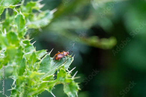 Mirid bug sitting on a thistle leaf.