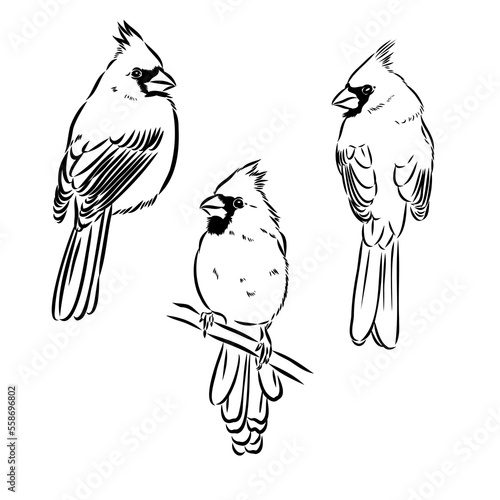 Cardinal bird sketch, vector illustration. Hand drawn red cardinal bird. Engraved illustration. Cardinal bird sitting on a branch. Hand drawn sketch. photo
