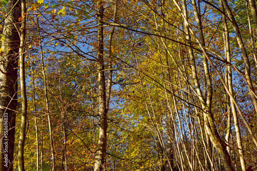 Beautiful tree canopy at village of Evilard Leubringen on a sunny autumn morning. Photo taken November 10th, 2022, Evilard, Switzerland.