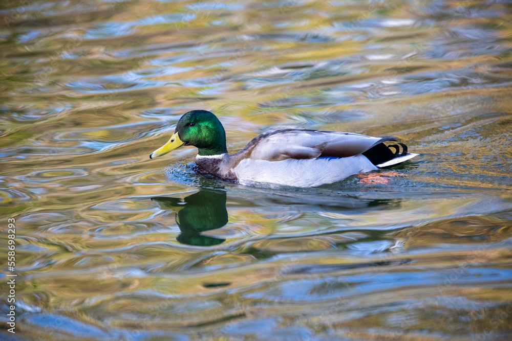 Obraz premium 水辺を楽しそうに泳ぐ鴨