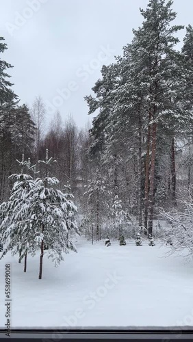 Wallpaper Mural View through the window of the snowy Pines at Winter Day. Snowy trees in a coniferous magical forest. Vertical video Torontodigital.ca