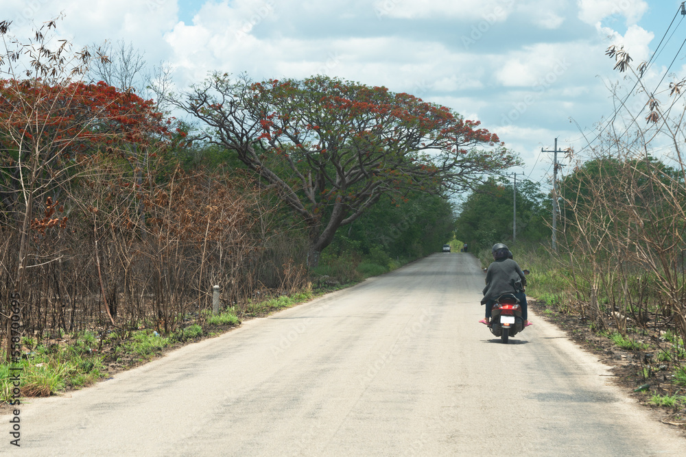 Obraz premium Long road with a moto and a big tree