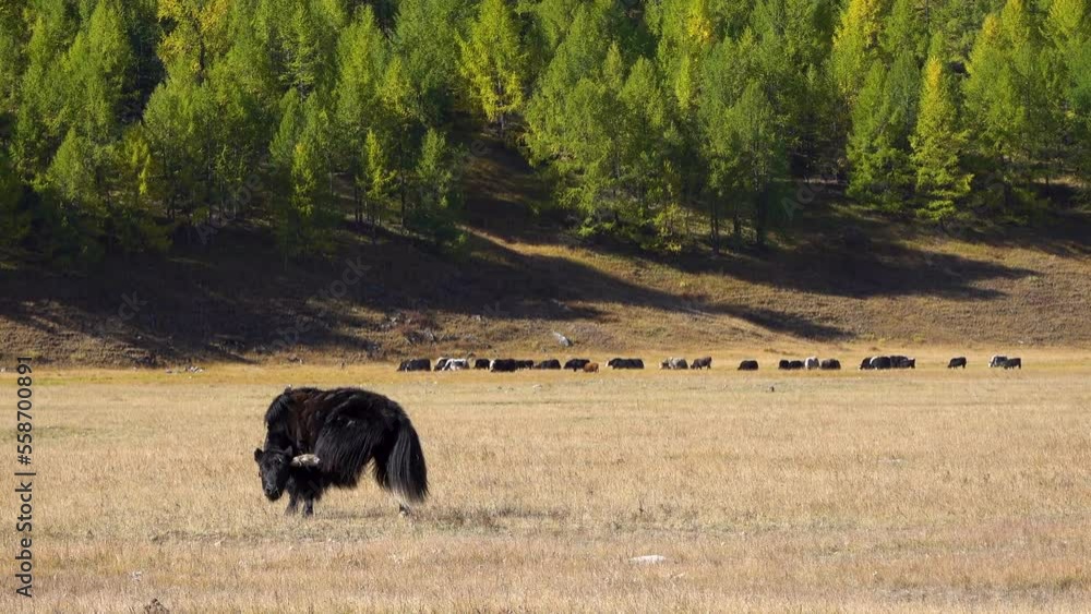 Yak standing on a foothill looking into camera in rural Mongolia. Longhair buffalo in a countryside on a sunny day. Yak standing on a foothill looking into camera in rural Mongolia. Longhair buffalo in a countryside on a sunny day.