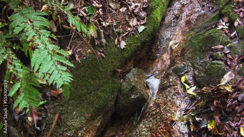 森の小川 苔むした岩肌の合間を水が流れる 森の小川 苔むした岩肌の合間を水が流れる