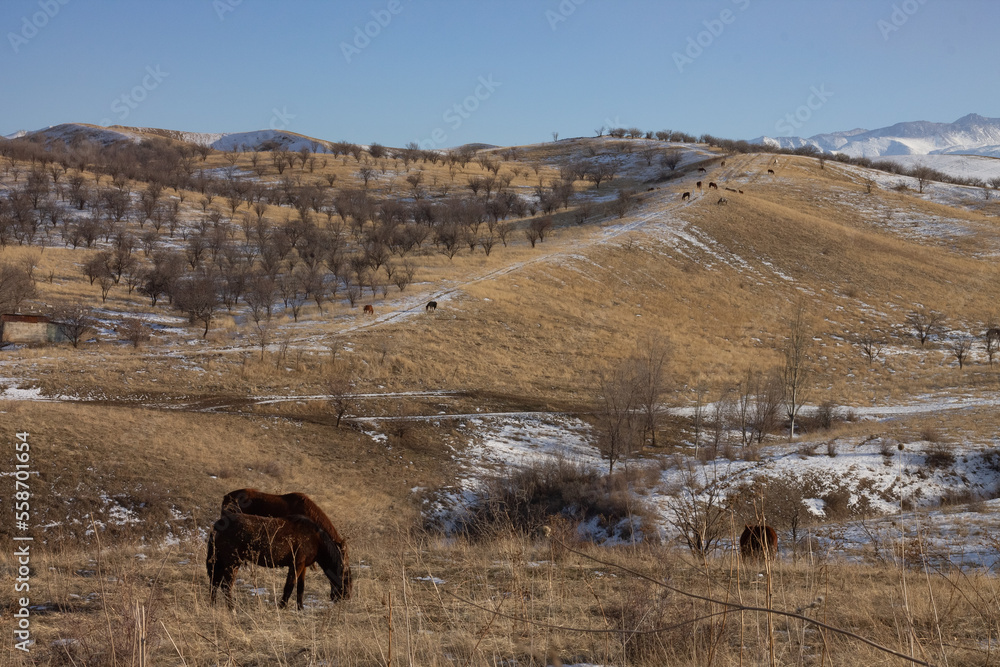 Fototapeta premium horses graze on slightly snowy hills with dry yellow grass