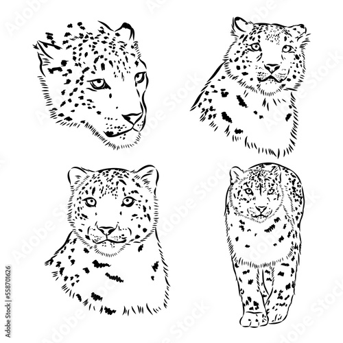 Snow leopard , hand drawn doodle, sketch in pop art style, vector illustration