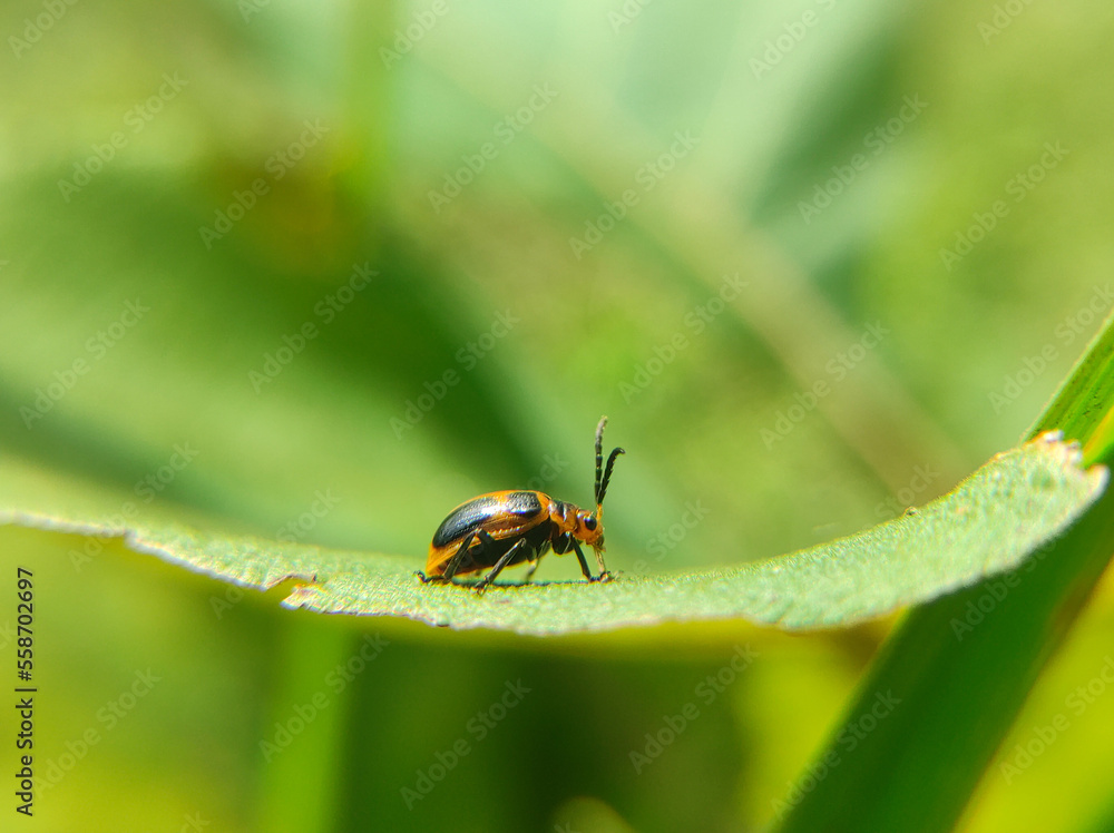 state potato beetle on a leaf state potato beetle on a leaf
