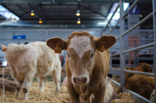 Portrait of a calf at a cattle fair