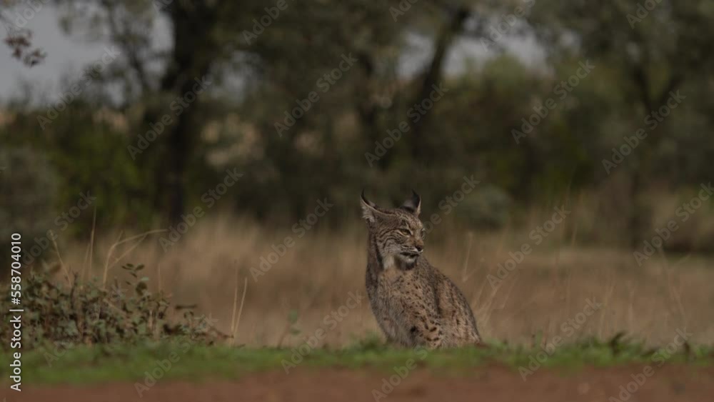 Iberian lynx, Lynx pardinus, wild cat endemic to Iberian Peninsula in southwestern Spain in Europe. Rare cat walk in the nature habitat. Canine feline with spot fur coat, sunset light. Spain wildlife. Iberian lynx, Lynx pardinus, wild cat endemic to Iberian Peninsula in southwestern Spain in Europe. Rare cat walk in the nature habitat. Canine feline with spot fur coat, sunset light. Spain wildlife.