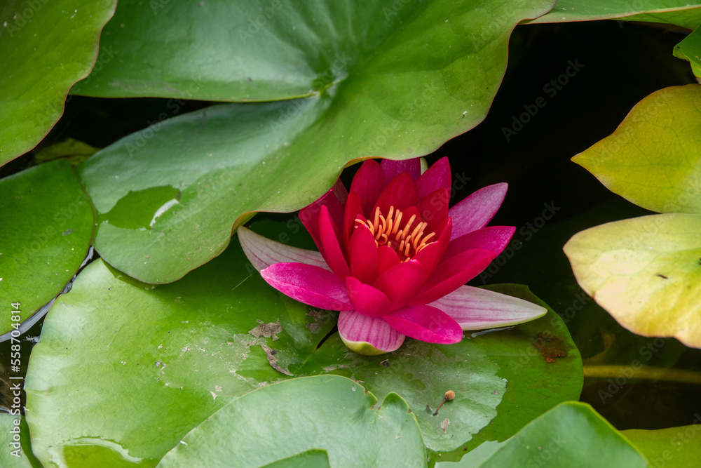 beautiful bright red water lily amongst green lily pads