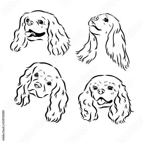Cavalier King Charles Dog Vector Image Silhouette