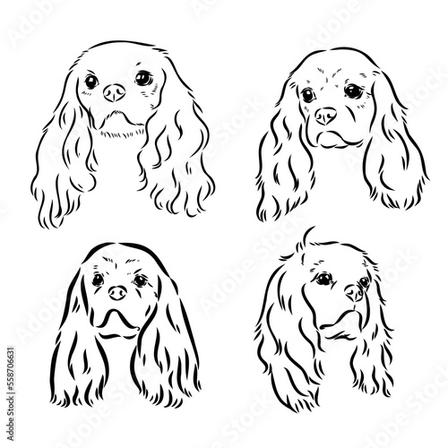 Cavalier King Charles Dog Vector Image Silhouette