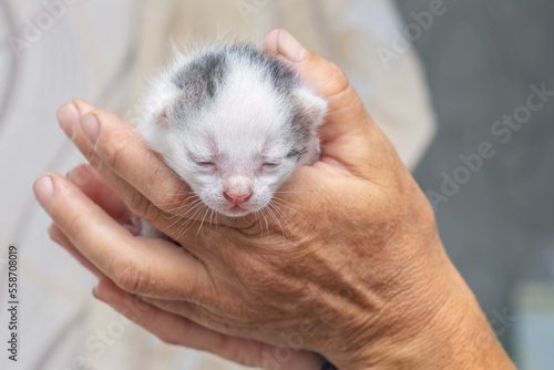 An old grandfather holds a small cute kitten in his hands. Love for animals