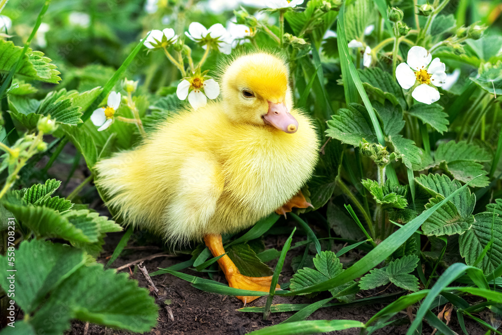 Fluffy yellow duckling in the garden among grass and strawberry flowers