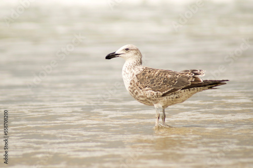 Seagull at shallow water on beach © felipecamps