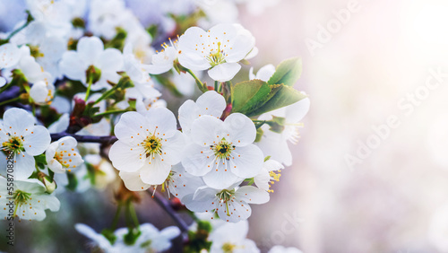 A branch of cherry with white flowers on a blurred background in sunny weather