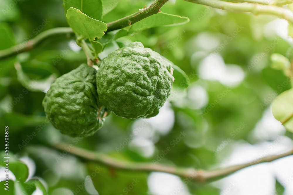 Kaffir lime fruit on the tree Kaffir lime fruit on the tree