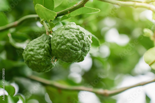 Kaffir lime fruit on the tree