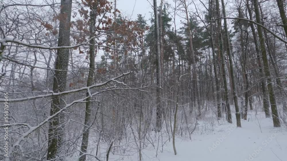 Different trees in winter forest during a snowfall Different trees in winter forest during a snowfall