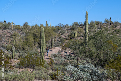 A woman hiking between saguaros in Arizona © Richard Nantais