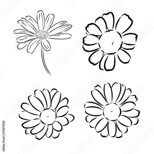 Daisy flower line art drawing. Vector hand drawn engraved illustration. Wild Chamomile black ink sketch. Wild botanical garden bloom. Great for tea packaging, label, icon, greeting cards, decor