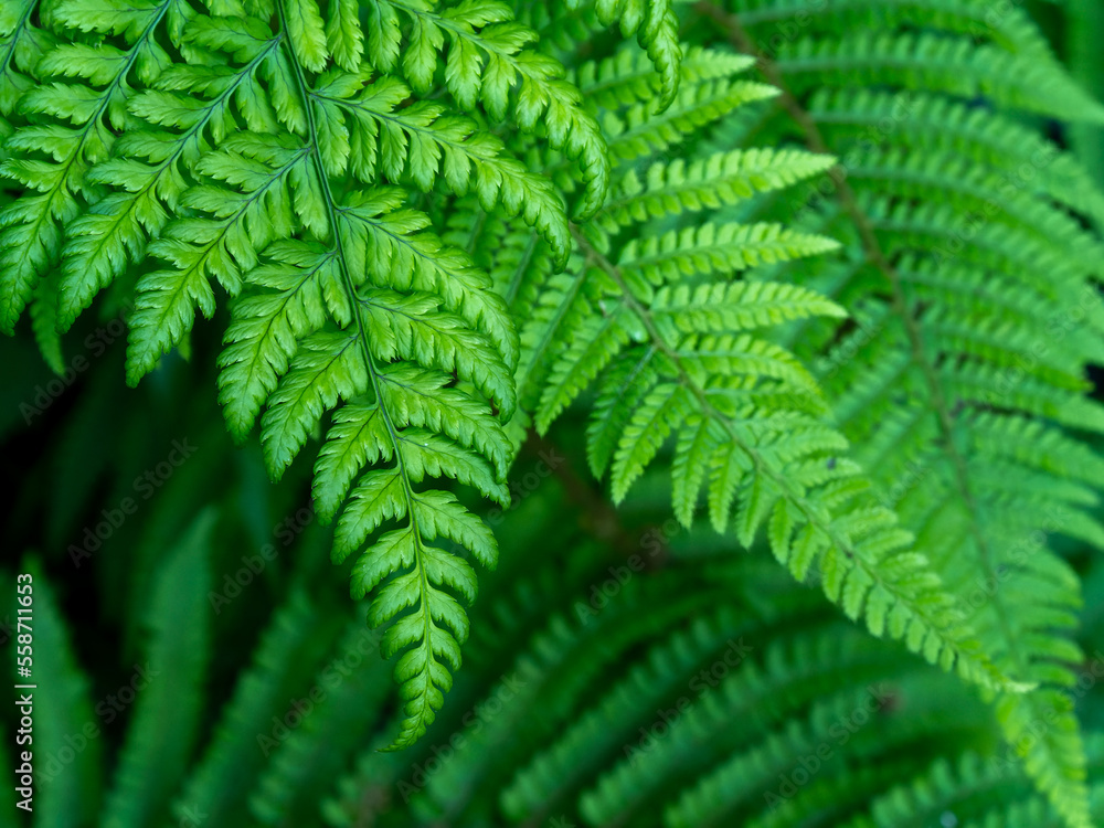 Beautiful leaves of a fern, a close-up shot. Dense green foliage, macro. Green fern plant in close up
