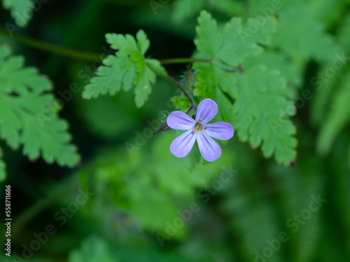 One small lilac flower with five petals  close-up. A beautiful flowering plant  flower with green leaves.