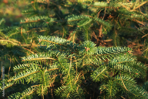 Branches of Greek fir, Abies cephalonica on a blurred background. The image shows the leaves of a young Greek fir.