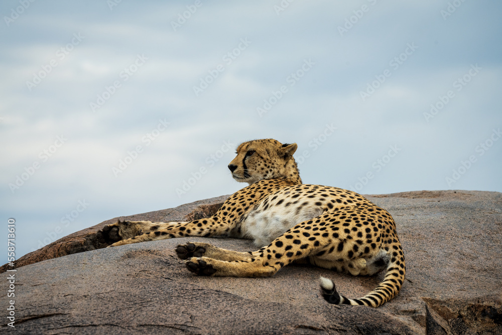 Obraz premium Cheetah on Rock in Serengeti National Park