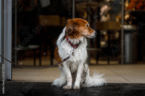 Cute puppy waiting for his owner outside a store 