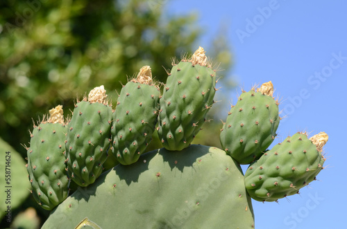 Cactus with young sprouts close up against the blue sky