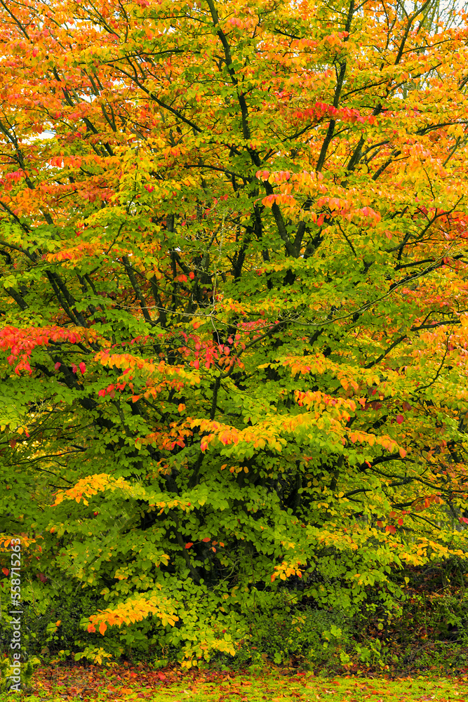 Buche mit buntem Herbstlaub